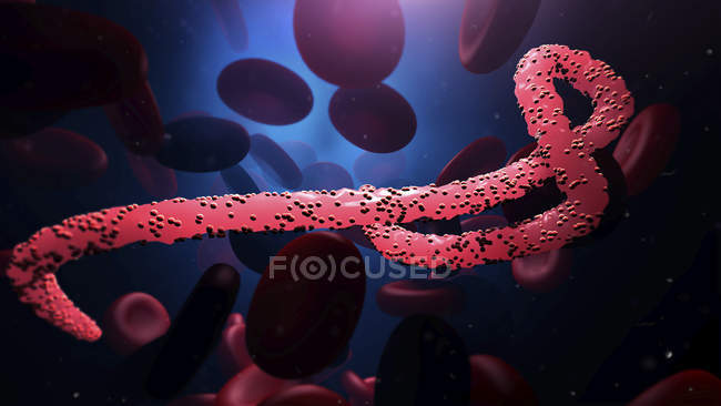 Partícula del virus del Ébola en el torrente sanguíneo, ilustración digital
. - foto de stock