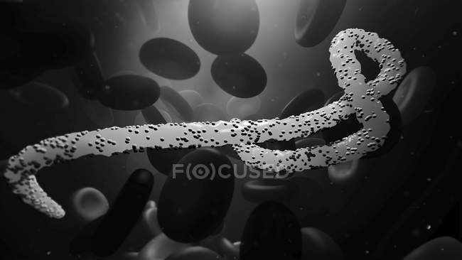 Частица вируса Эбола в кровотоке, цифровая иллюстрация
. — стоковое фото