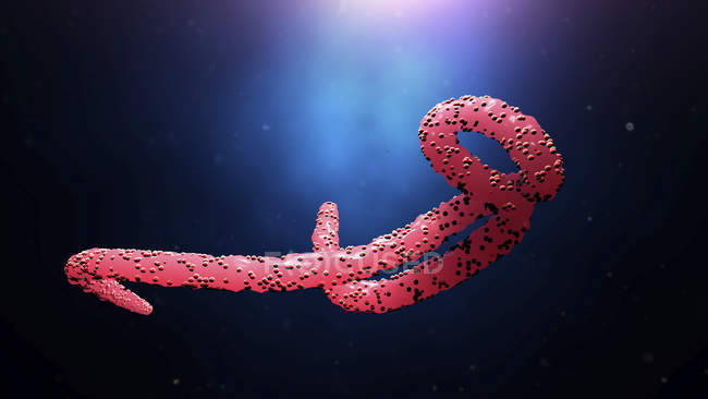 Partícula del virus del Ébola, ilustración digital . - foto de stock
