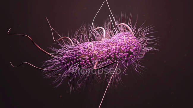 Escherichia coli bacterium, digital illustration. — стокове фото