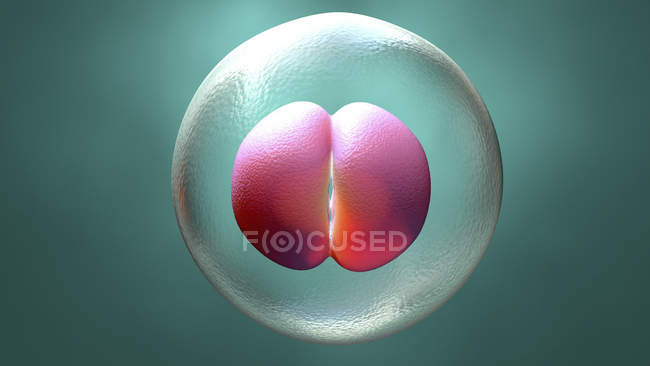Human two-cell embryo, digital illustration. — Stock Photo