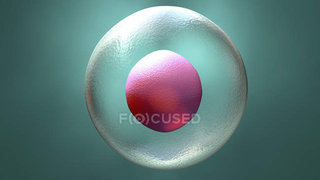 Egg cell with nucleus, digital illustration. — Stock Photo