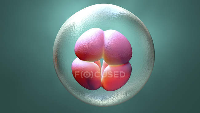 Людський чотирьохклітинний ембріон, цифрова ілюстрація. — стокове фото