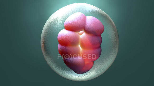 Célula embrionária humana, ilustração digital . — Fotografia de Stock