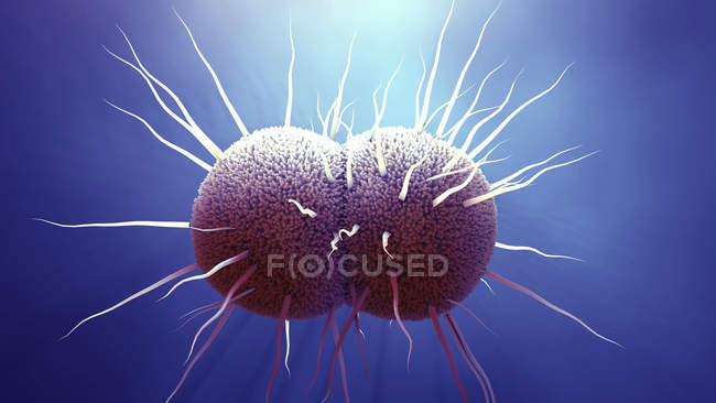Neisseria gonorrhoeae bacteria, digital illustration. — стокове фото