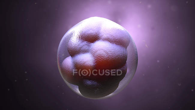 Célula embrionaria humana, ilustración digital . - foto de stock