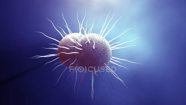 Neisseria gonorrhoeae Bakterien, digitale Illustration. — Stockfoto