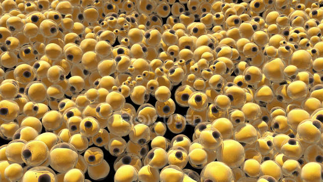 Адипоцитные жировые клетки, цифровая иллюстрация
. — стоковое фото