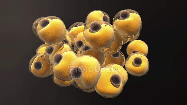 Fettzellen von Fettzellen, digitale Illustration. — Stockfoto