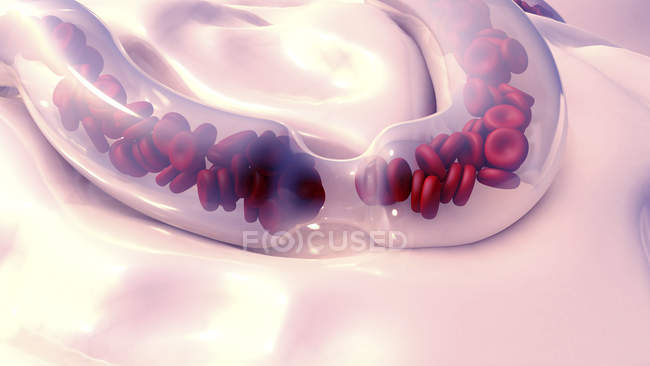 Красные кровяные тельца в кровеносных сосудах, цифровая иллюстрация . — стоковое фото
