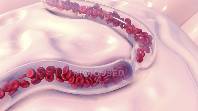 Hemácias no vaso sanguíneo, ilustração digital
. — Fotografia de Stock