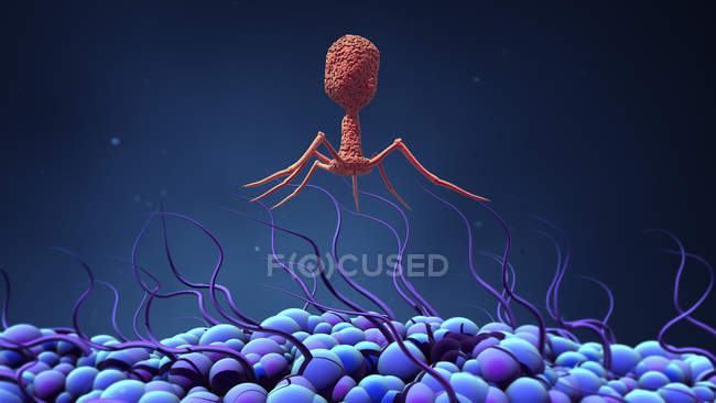 Бактериофаговые вирусные клетки, заражающие бактерию, цифровая иллюстрация
. — стоковое фото