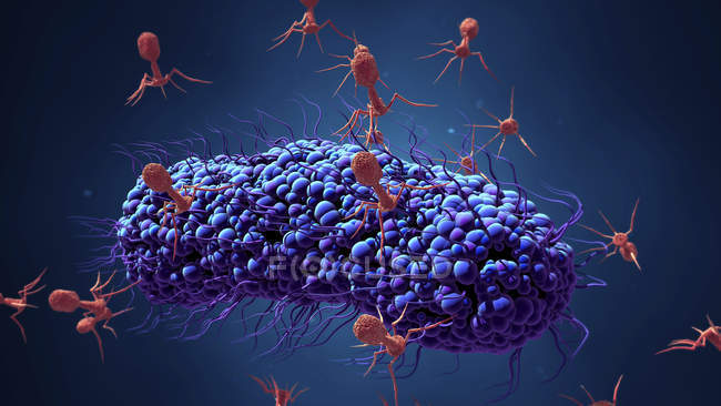 Бактериофаговые вирусные клетки, поражающие бактерии, цифровая иллюстрация . — стоковое фото