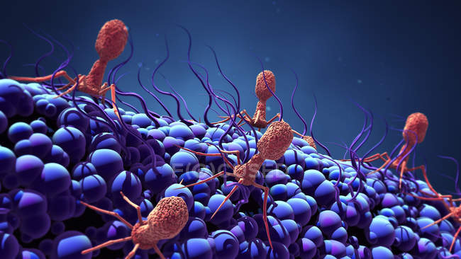 Células del virus bacteriófago infectando bacterias, ilustración digital . - foto de stock