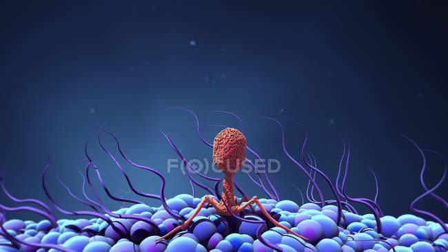 Bacteriophage virus cell infecting bacterium, digital illustration. — Stock Photo