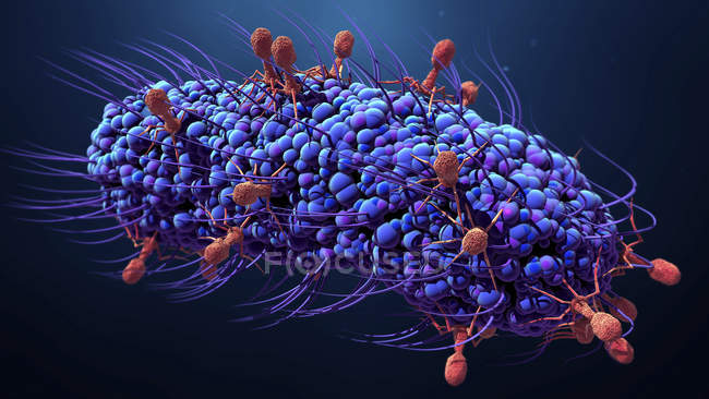 Bacteriophage virus cells infecting bacterium, digital illustration. — Stock Photo