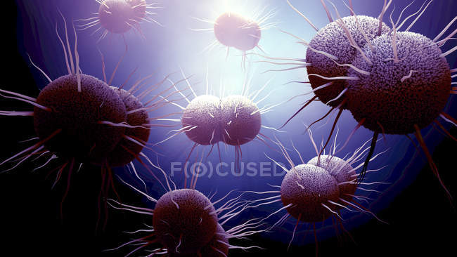 Neisseria gonorrhoeae bacteria, ilustración digital
. - foto de stock
