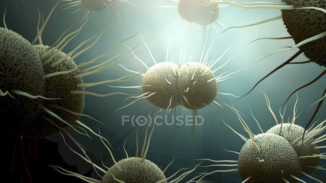 Neisseria gonorrhoeae bacteria, digital illustration. — стокове фото