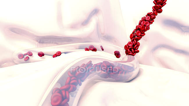 Red blood cells in blood vessel, digital illustration. — Stock Photo