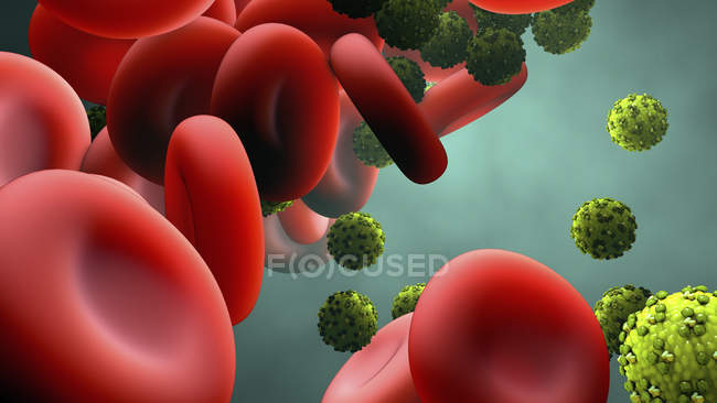 Вирусные частицы в кровотоке, цифровая иллюстрация
. — стоковое фото