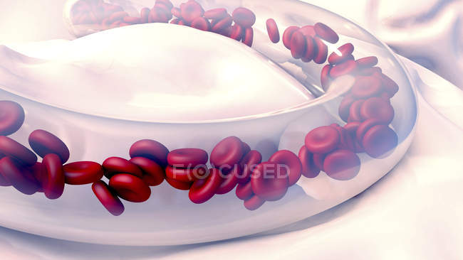 Красные кровяные тельца в кровеносных сосудах, цифровая иллюстрация
. — стоковое фото