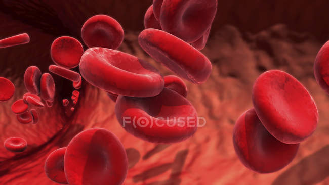 Красные кровяные тельца в кровеносных сосудах, цифровая иллюстрация
. — стоковое фото