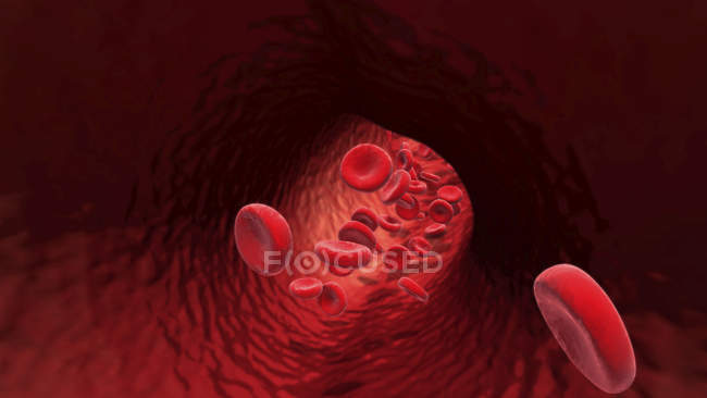 Glóbulos rojos en los vasos sanguíneos, ilustración digital
. - foto de stock