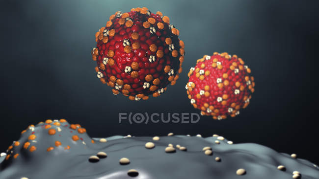 Корь вирусные частицы, возникающие из клеток, цифровая иллюстрация . — стоковое фото