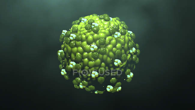 Particules de virus de la rougeole bourgeonnant des cellules, illustration numérique
. — Photo de stock