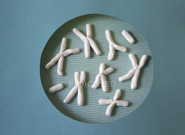 Cromosomi ceramici nel nucleo, concetto di genetica . — Foto stock