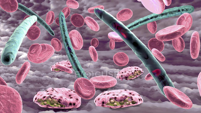 Malaria-Infektion, die rote Blutkörperchen infiziert, digitale Illustration. — Stockfoto