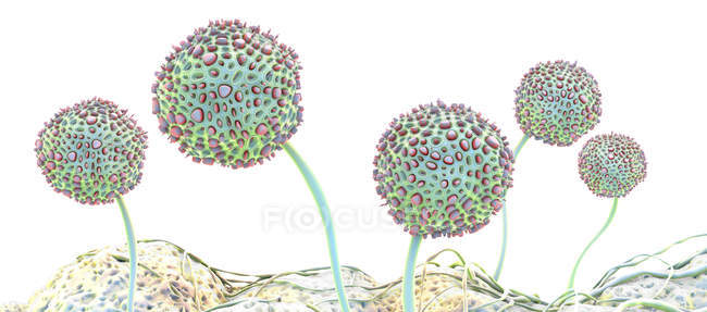 Pilzfruchtkörper, digitale Illustration. — Stockfoto
