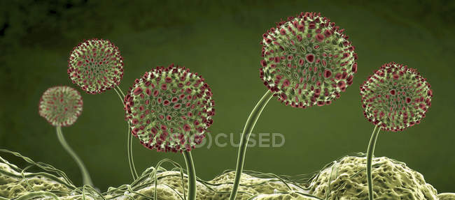 Fungal fruiting bodies, digital illustration. — Stock Photo