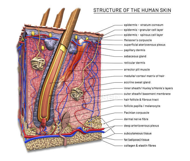 Поперечний розріз людської шкіри з волосяним фолікулом, цифрова ілюстрація . — стокове фото