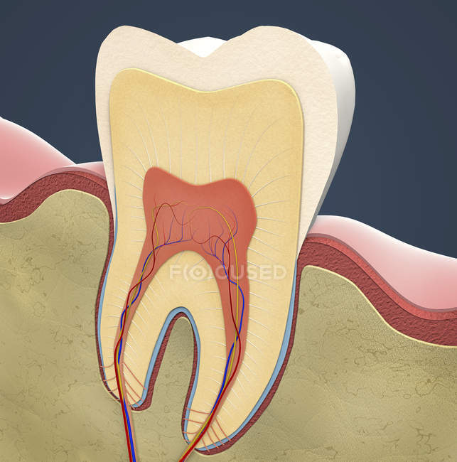 Coupe transversale de la dent molaire, illustration numérique . — Photo de stock