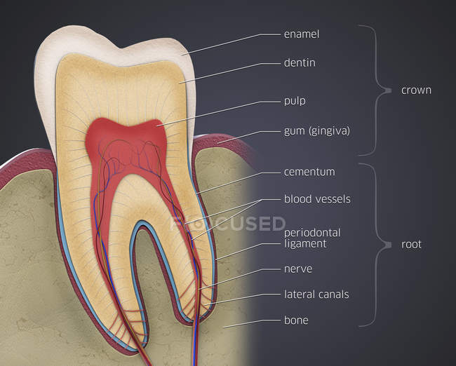Corte transversal del diente molar, ilustración digital
. - foto de stock