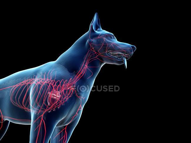 Arterie nel corpo del cane trasparente, ritagliato, illustrazione anatomica del computer . — Foto stock