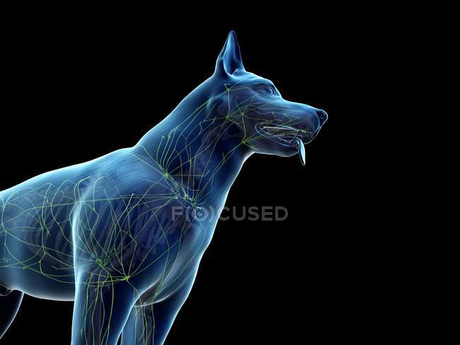 Estrutura do sistema linfático cão com vasos linfáticos, corte, ilustração digital . — Fotografia de Stock