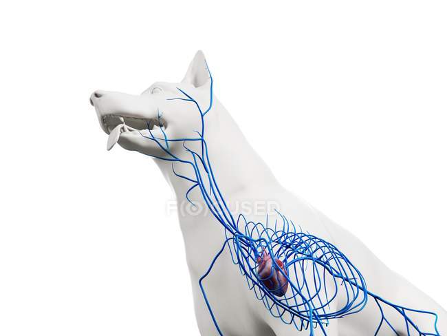 Veines dans le corps transparent du chien, recadré, illustration informatique anatomique . — Photo de stock