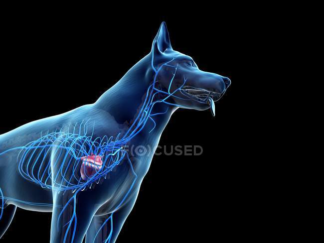 Veias em corpo de cão transparente, corte, ilustração anatômica do computador . — Fotografia de Stock