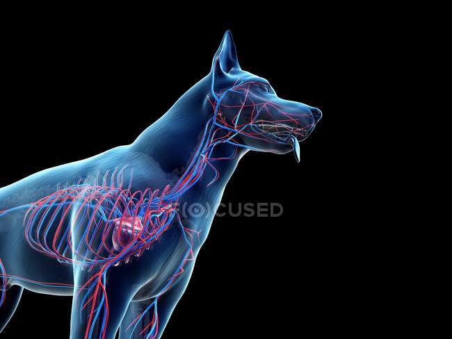 Estructura del sistema vascular del perro con vasos sanguíneos de colores en el cuerpo transparente, recortado, ilustración de la computadora . - foto de stock