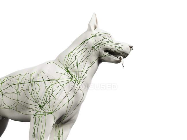 Структура лимфатической системы собаки с лимфатическими сосудами, обрезанные, цифровые иллюстрации . — стоковое фото