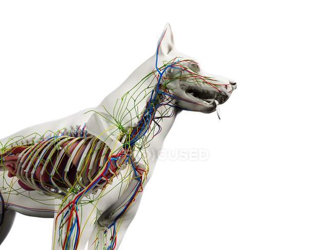 Anatomía del perro con órganos internos, ilustración digital . - foto de stock