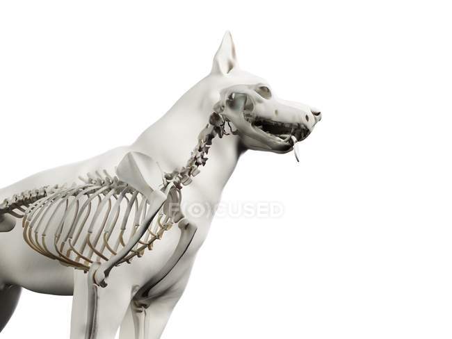 Structure of dog skeleton, cropped, computer illustration. — Stock Photo