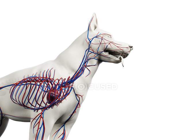 Structure du système vasculaire du chien avec des vaisseaux sanguins colorés dans un corps transparent, recadré, illustration informatique
. — Photo de stock