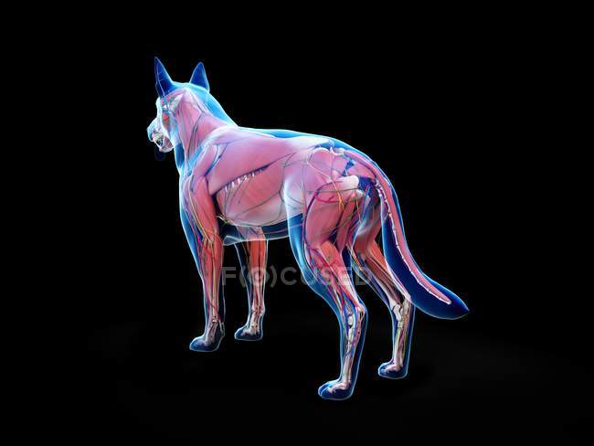 Muscolatura completa del cane con organi interni, illustrazione digitale . — Foto stock