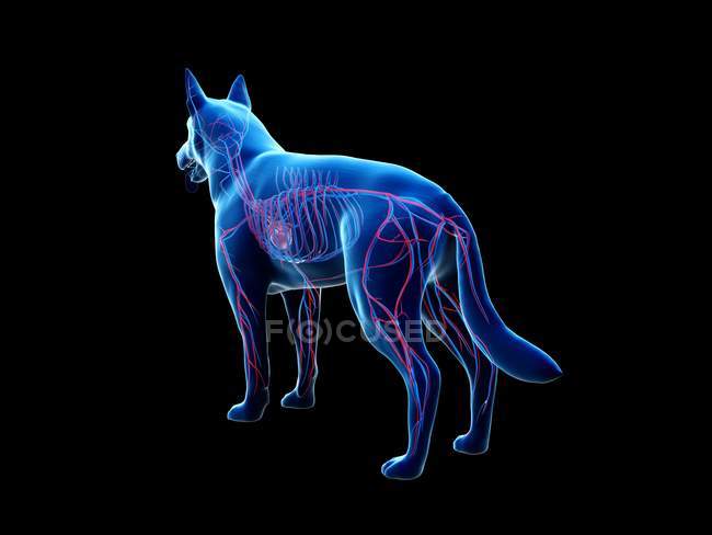 Структура собачьей сосудистой системы с красочными кровеносными сосудами в прозрачном теле, компьютерная иллюстрация . — стоковое фото