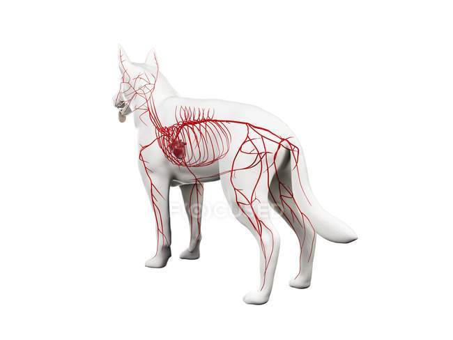Arterias en cuerpo de perro transparente, ilustración anatómica por ordenador
. - foto de stock