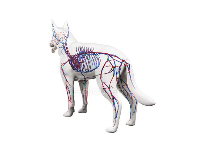 Structure du système vasculaire du chien avec des vaisseaux sanguins colorés dans un corps transparent, illustration par ordinateur . — Photo de stock