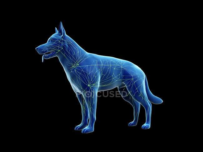 Struttura del sistema linfatico canino con vasi linfatici, illustrazione digitale
. — Foto stock